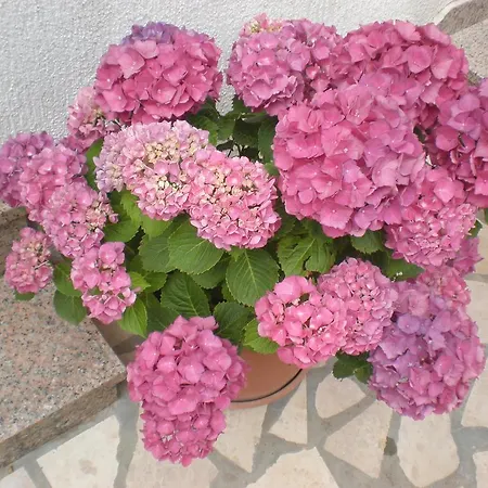 Appartement Marija Funtana